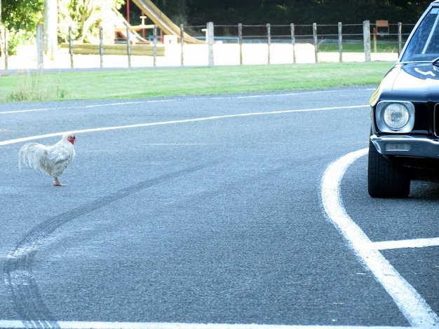 Chicken road, chicken road españa